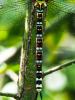 Aeshna cyanea